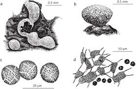 Attēlu rezultāti vaicājumam “Physarum bivalve sessile”