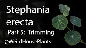 Attēlu rezultāti vaicājumam “Trichia erecta stalked”