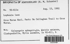 Attēlu rezultāti vaicājumam “Lophozia laxa”