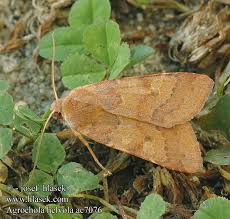 Attēlu rezultāti vaicājumam “Agrochola helvola”