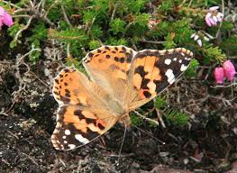 Attēlu rezultāti vaicājumam “Vanessa cardui”