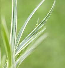 Attēlu rezultāti vaicājumam “Carex caryophyllea leaf”