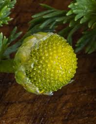 Attēlu rezultāti vaicājumam “Matricaria discoidea flower”