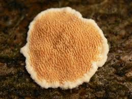 Attēlu rezultāti vaicājumam “Steccherinum ochraceum”