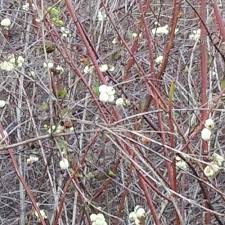 Attēlu rezultāti vaicājumam “Symphoricarpos albus fruit”