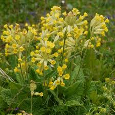 Attēlu rezultāti vaicājumam “Primula veris flower”