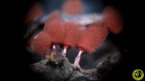 Attēlu rezultāti vaicājumam “Arcyria affinis”