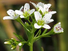 Attēlu rezultāti vaicājumam “Cardamine amara flower”
