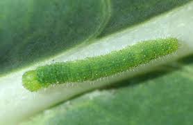 Attēlu rezultāti vaicājumam “Pieris rapae larva”