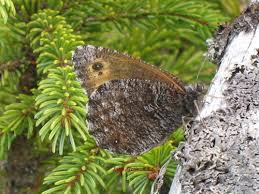 Attēlu rezultāti vaicājumam “Oeneis jutta underside”