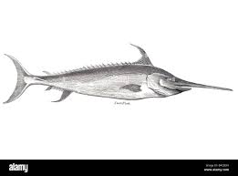 Image result for Xiphias gladius