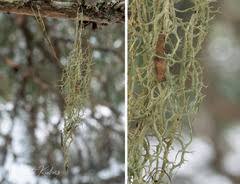 Attēlu rezultāti vaicājumam “Evernia divaricata”