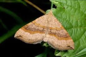 Attēlu rezultāti vaicājumam “Scotopteryx chenopodiata”