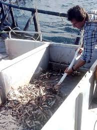 Image result for Thunnus maccoyii