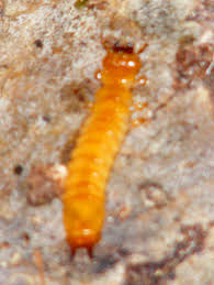 Attēlu rezultāti vaicājumam “Pyrochroidae larva”