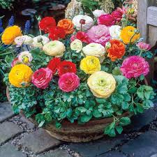 Attēlu rezultāti vaicājumam “Ranunculus mendax”