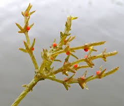 Attēlu rezultāti vaicājumam “Chara tomentosa”