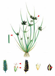 Attēlu rezultāti vaicājumam “Cyperus fuscus fruit”