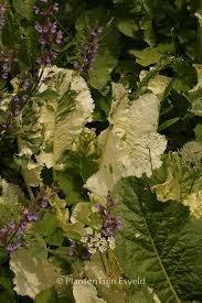 Attēlu rezultāti vaicājumam “Armoracia rusticana bud”