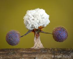 Attēlu rezultāti vaicājumam “Didymium clavus stalked”