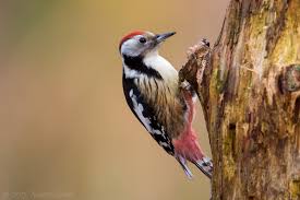 Attēlu rezultāti vaicājumam “Dendrocopos medius”