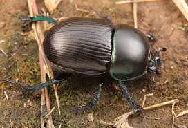 Attēlu rezultāti vaicājumam “Geotrupes stercorarius”