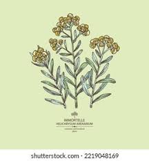 Attēlu rezultāti vaicājumam “Helichrysum arenarium flower”