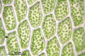 Attēlu rezultāti vaicājumam “Rhizomnium punctatum”