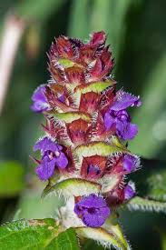 Attēlu rezultāti vaicājumam “Prunella vulgaris”