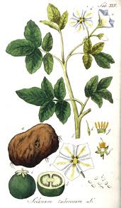 Attēlu rezultāti vaicājumam “Solanum tuberosum leaf”