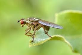 Attēlu rezultāti vaicājumam “Cribraria rubiginosa macro”