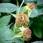 Attēlu rezultāti vaicājumam “Rosa villosa fruit”