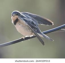 Attēlu rezultāti vaicājumam “Hirundo rustica juvenile”