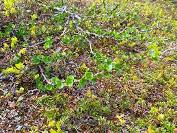 Attēlu rezultāti vaicājumam “Betula nana”