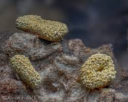 Attēlu rezultāti vaicājumam “Physarum bitectum macro”