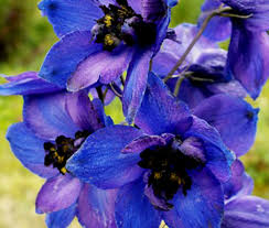 Image result for Delphinium
