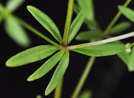 Attēlu rezultāti vaicājumam “Galium trifidum”