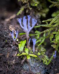 Attēlu rezultāti vaicājumam “Ramariopsis pulchella”