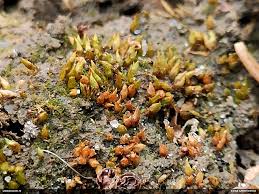 Attēlu rezultāti vaicājumam “Acaulon muticum”