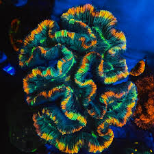 Attēlu rezultāti vaicājumam “Trachyspora intrusa”