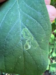 Attēlu rezultāti vaicājumam “Lonicera xylosteum leaf”