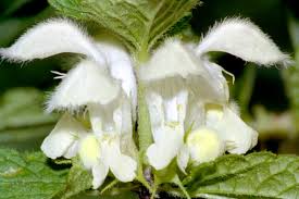 Attēlu rezultāti vaicājumam “Lamium album flower”