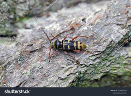 Attēlu rezultāti vaicājumam “Plagionotus detritus imago”