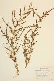 Attēlu rezultāti vaicājumam “Chenopodiaceae”