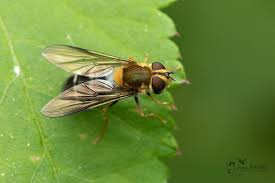 Attēlu rezultāti vaicājumam “Leucozona lucorum”