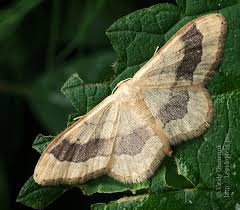 Attēlu rezultāti vaicājumam “Idaea emarginata”