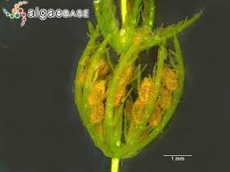 Attēlu rezultāti vaicājumam “Chara hispida”