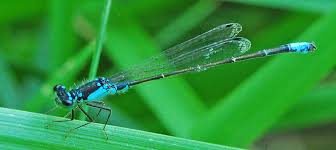 Attēlu rezultāti vaicājumam “Coenagrionidae”