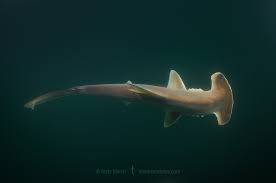 Image result for Sphyrna media