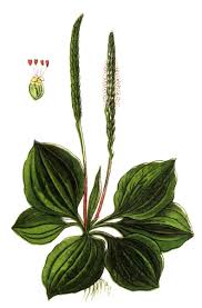 Attēlu rezultāti vaicājumam “Plantago major”